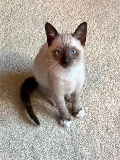 A baby small-sized female Domestic Short Hair cat named Zoey for adoption in Tustin, CA