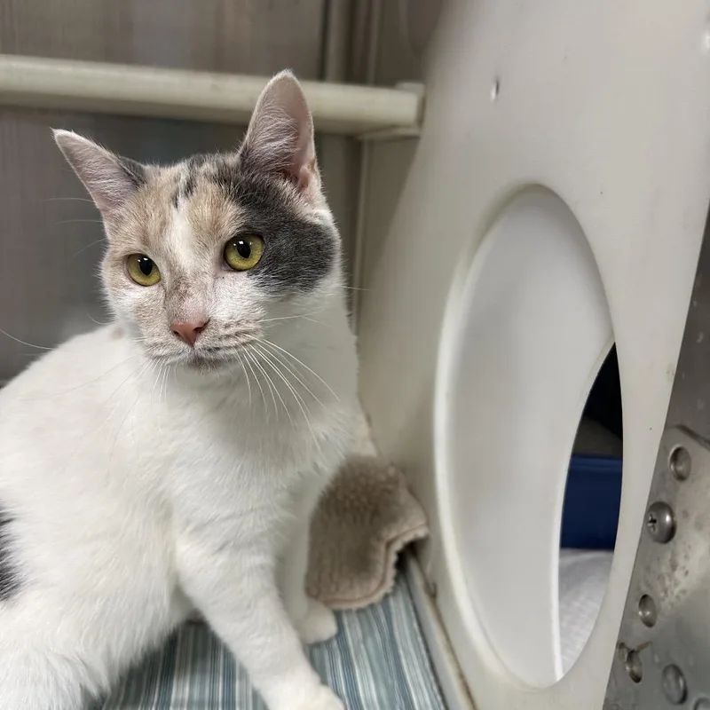 A young medium-sized female Domestic Short Hair cat named Chai for adoption in Gainesville, FL