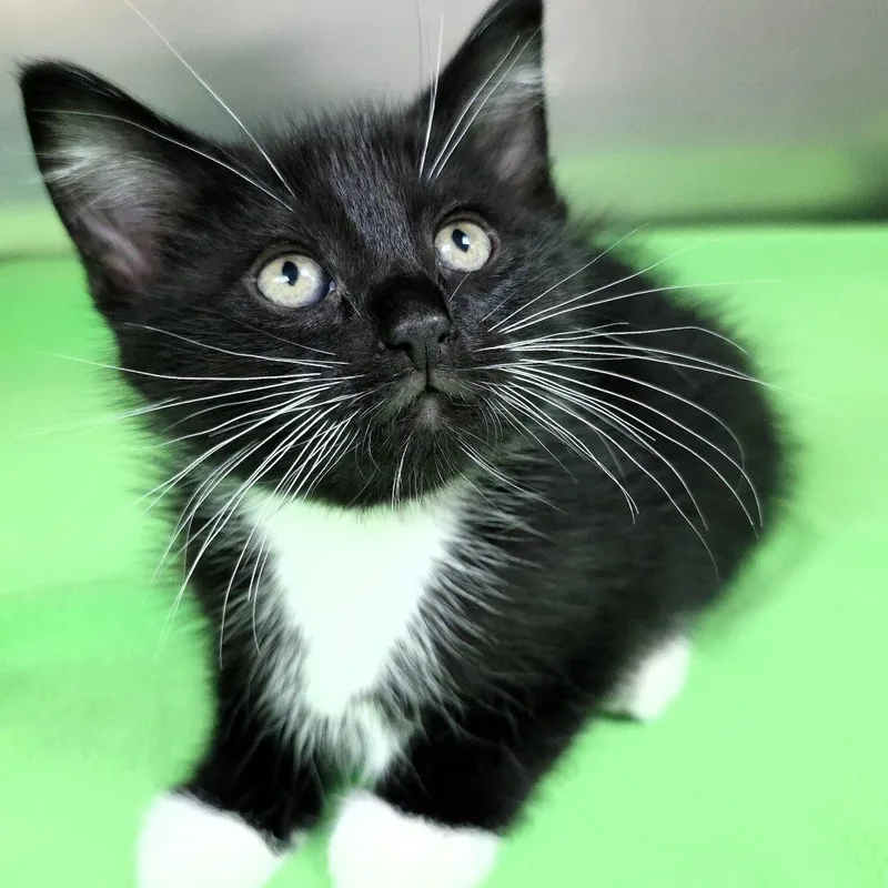 A baby small-sized male Black Domestic Short Hair cat named Hefty for adoption in Michigan City, IN