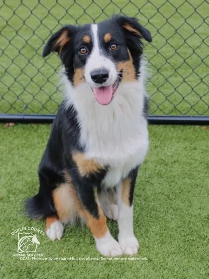 A baby medium-sized female Australian Shepherd dog named Bella for adoption in Kenansville, NC