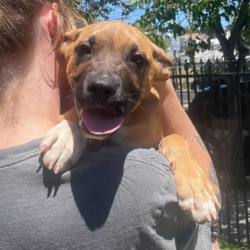 A baby medium-sized male Yellow / Tan / Blond / Fawn Mixed Breed dog named Duke for adoption in San Francisco, CA