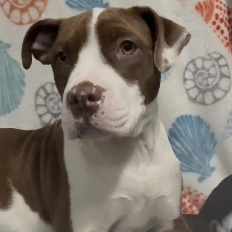 A baby medium-sized female Brown / Chocolate Mixed Breed dog named Zehre for adoption in Monroeville, AL