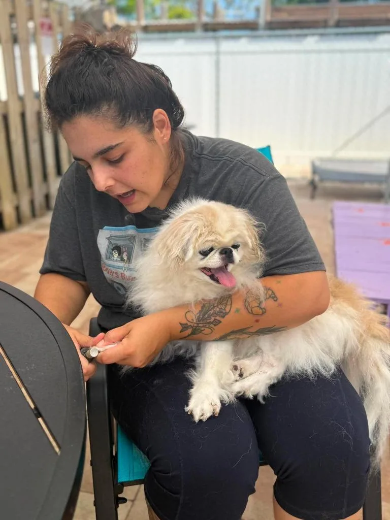 A senior small-sized female Japanese Chin dog named Hula for adoption in Sebastian, FL