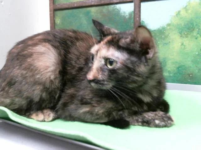 A young small-sized female Domestic Short Hair cat named Michi for adoption in Houston, TX