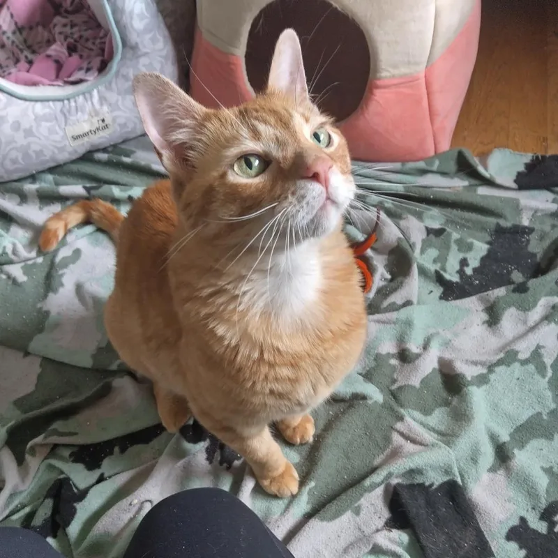 An adult medium-sized male Orange / Red Domestic Short Hair cat named Mangonada for adoption in South Elgin, IL