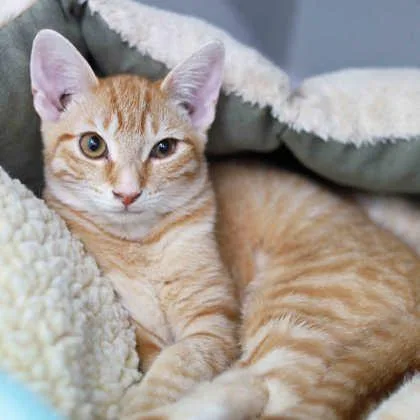 A young small-sized female Cream / Ivory Domestic Short Hair cat named Cupcake for adoption in Atlanta, GA