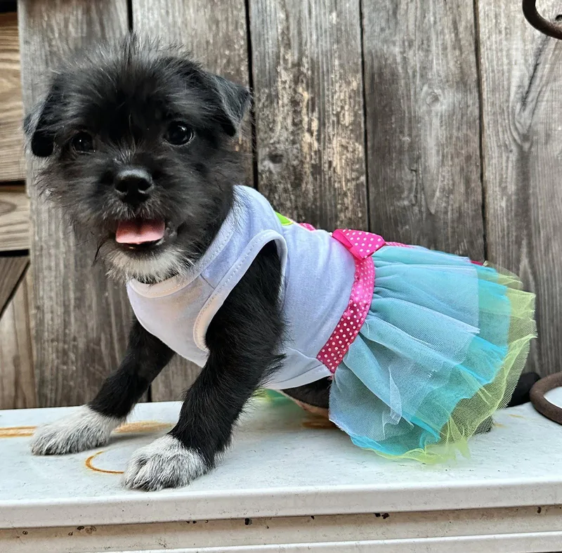 Lola plushtoylitter thumbnail 2