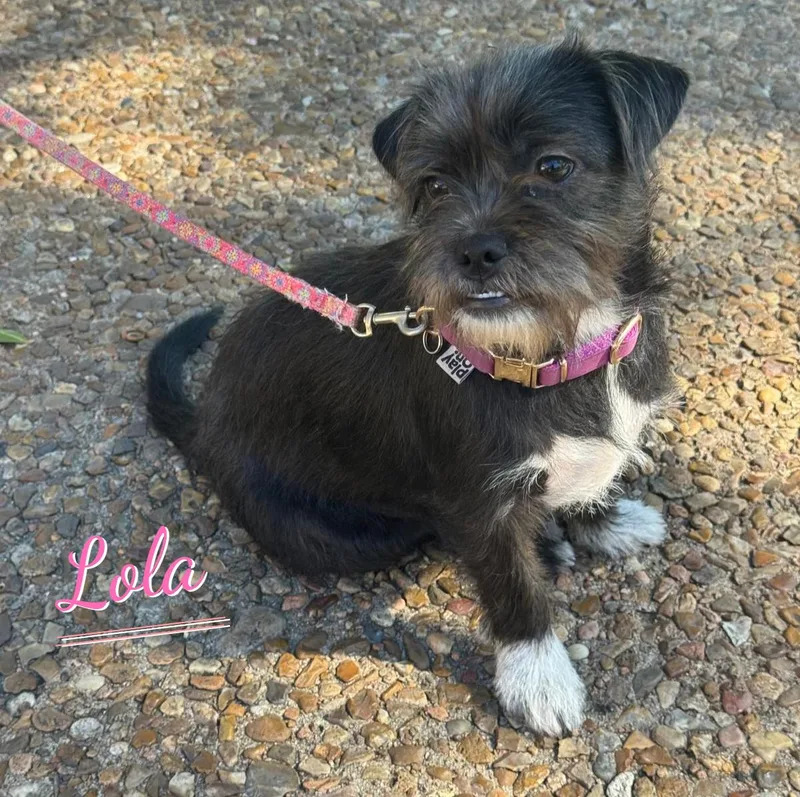 Lola plushtoylitter thumbnail 3
