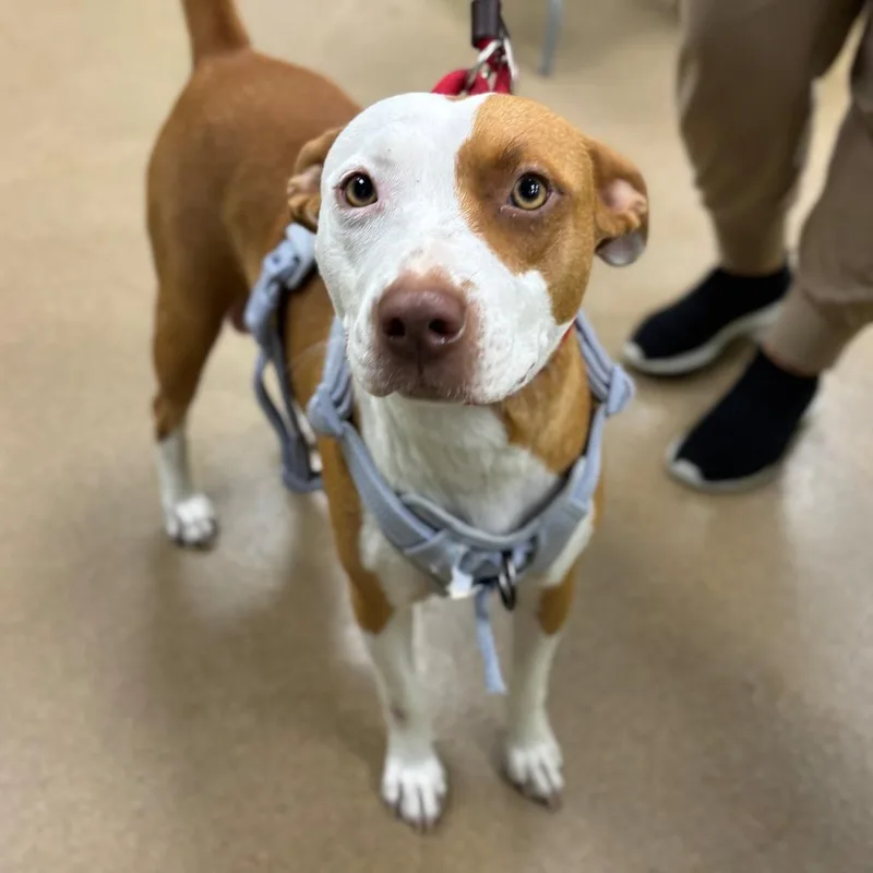 An adult medium-sized female Brown / Chocolate Mixed Breed dog named Pinky for adoption in Corpus Christi, TX