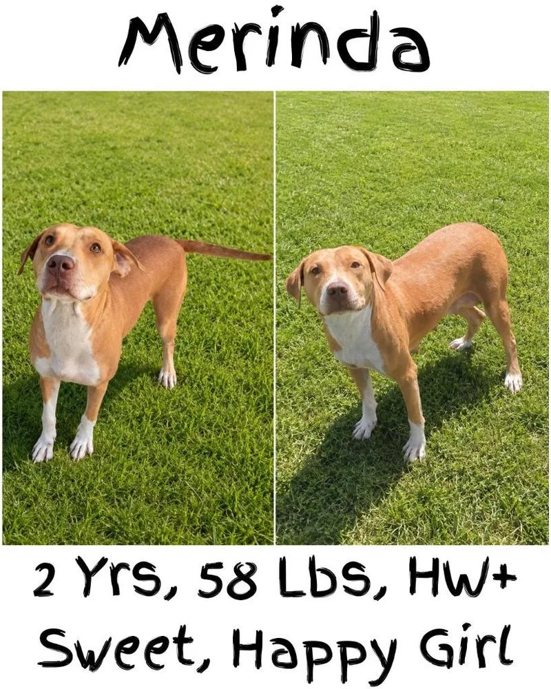 A young large-sized female Vizsla dog named Merinda for adoption in Albany, GA