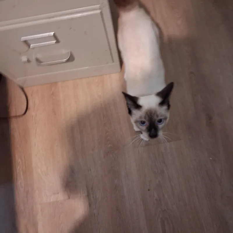 A young medium-sized male Siamese cat named Ambrosia for adoption in Raeford, NC