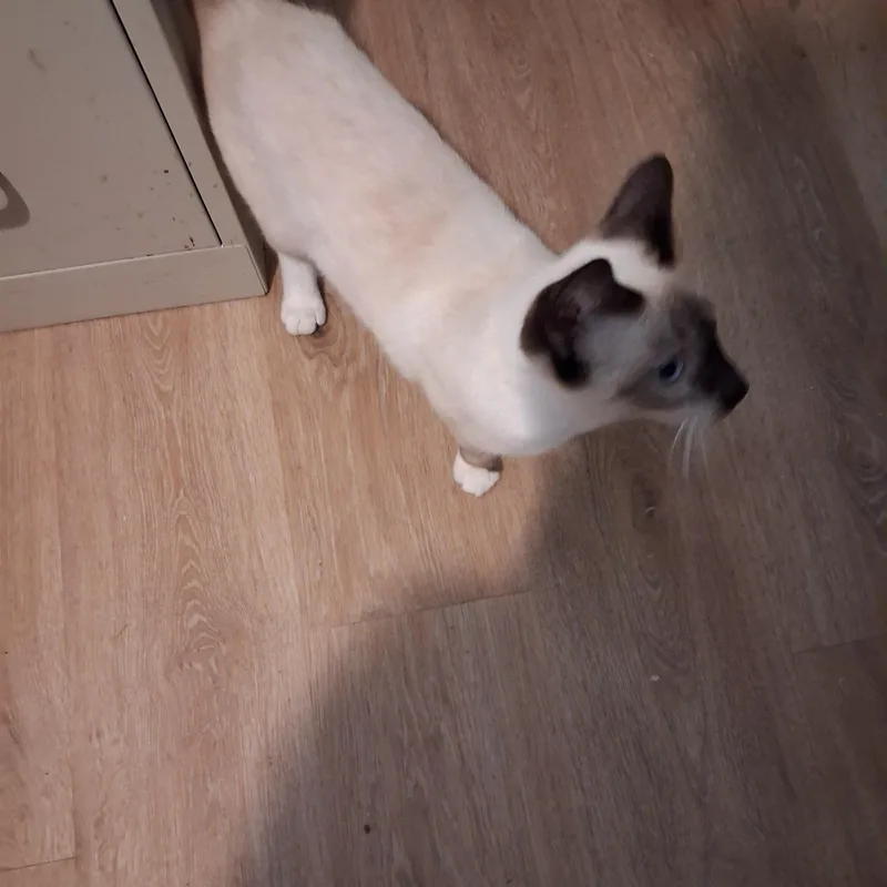 Ambrosia thumbnail 3