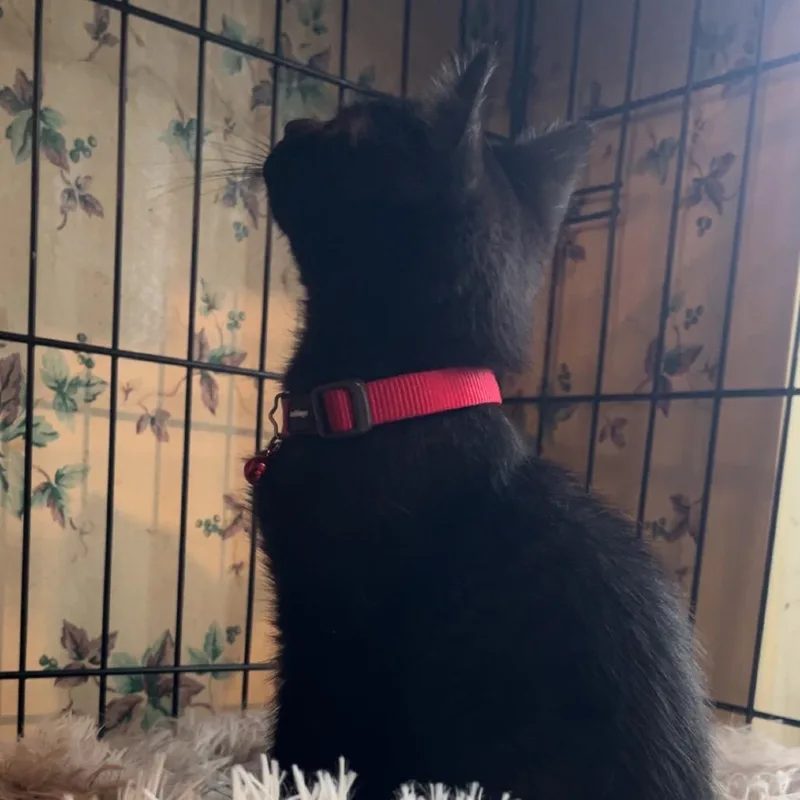 Jerry thumbnail 2