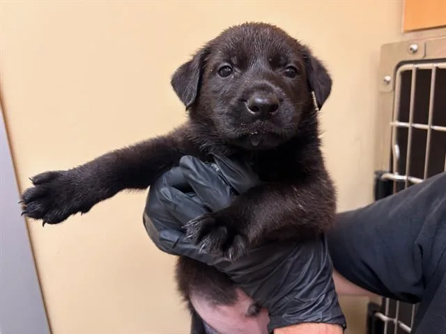 A baby small-sized male Pit Bull Terrier dog named Bear for adoption in Tustin, CA