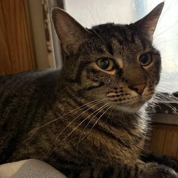 An adult medium-sized female Brown / Chocolate Domestic Short Hair cat named Nova for adoption in Bentonville, AR