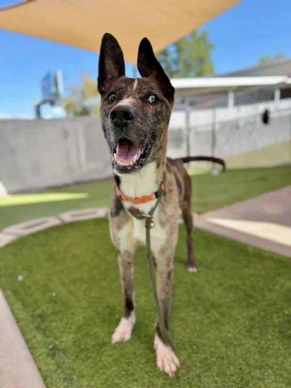 An adult large-sized male Catahoula Leopard Dog dog named Enzo for adoption in Salt Lake City, UT