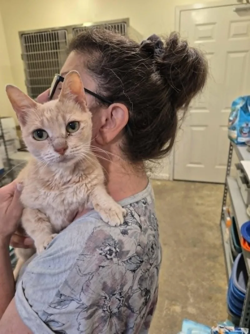 An adult medium-sized female Buff & White Domestic Short Hair cat named Alexandria for adoption in West Palm Beach, FL
