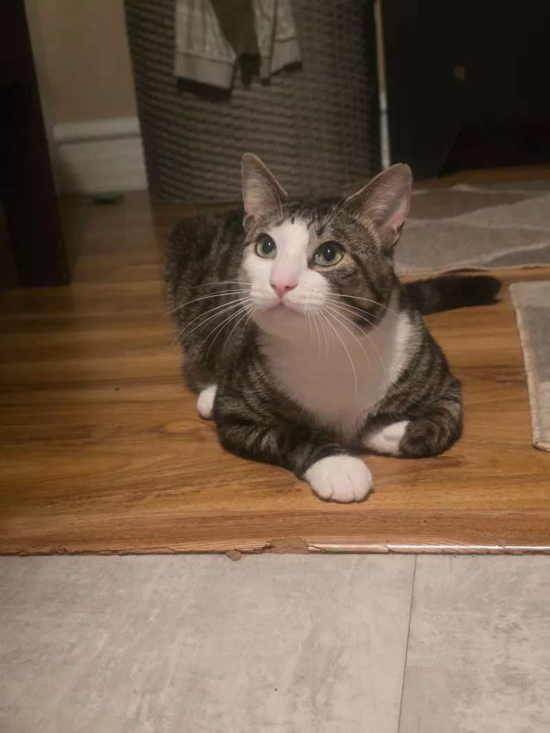 An adult medium-sized male Tabby (Brown / Chocolate) Domestic Short Hair cat named Flurry for adoption in Bethlehem, PA