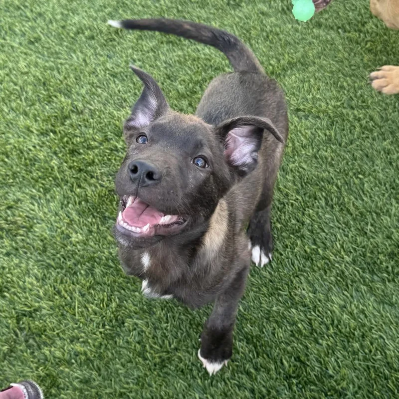 A baby medium-sized male Black Labrador Retriever dog named Spark for adoption in Tacoma, WA