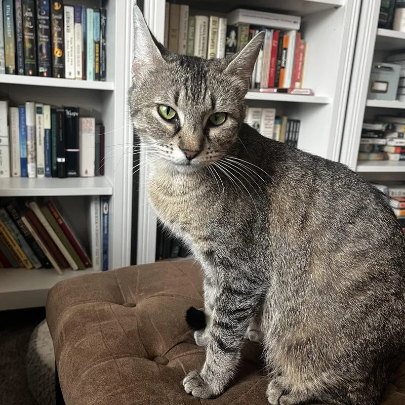 A young medium-sized female Brown / Chocolate Domestic Short Hair cat named Feyre for adoption in Houston, TX