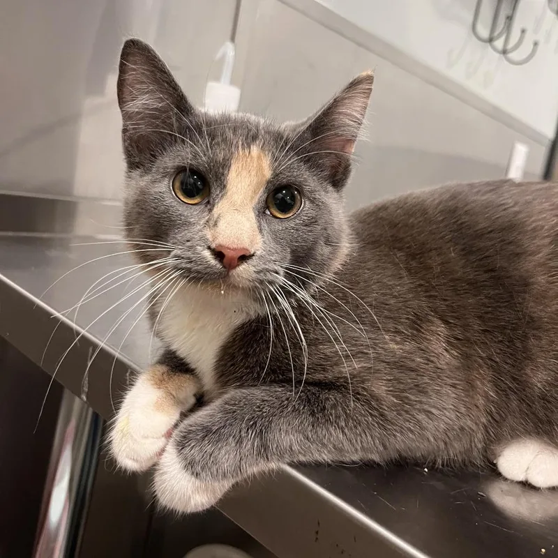 A baby medium-sized female Calico Domestic Short Hair cat named JC Penny for adoption in Washburn, MO