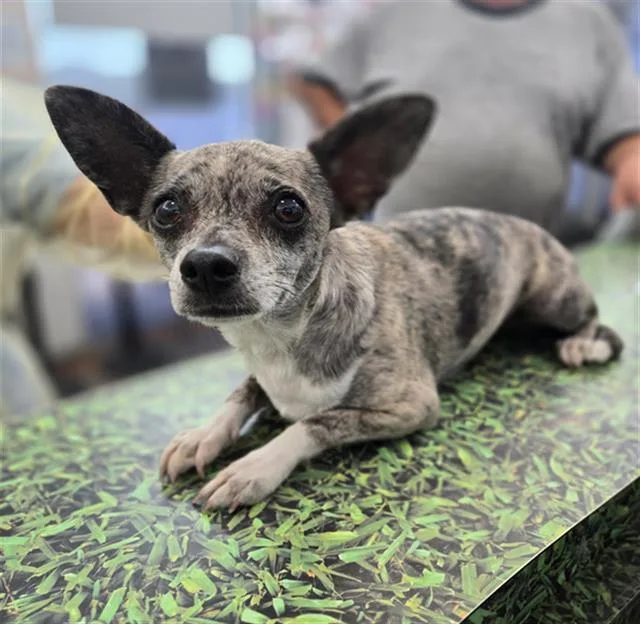 An adult small-sized female Mixed Breed dog named Isabella for adoption in Dallas, TX