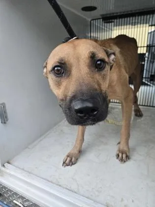 An adult large-sized female Mixed Breed dog named Bylvia for adoption in Atlanta, GA