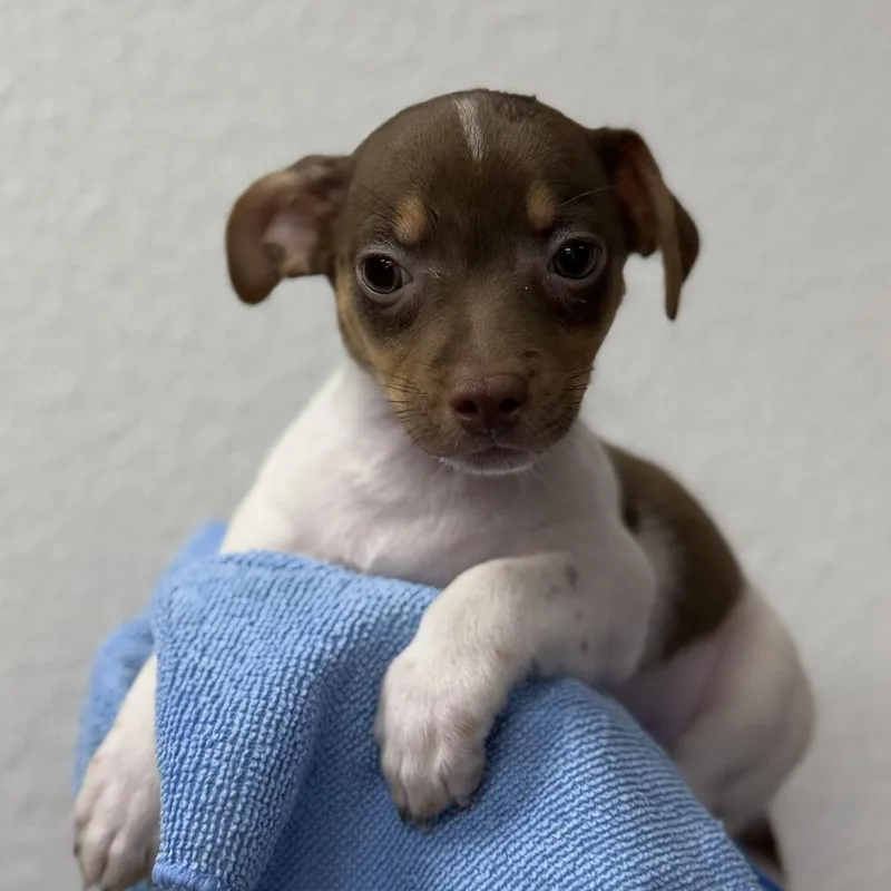 A baby small-sized male Brown / Chocolate Chihuahua dog named Chonker for adoption in Bullhead City, AZ