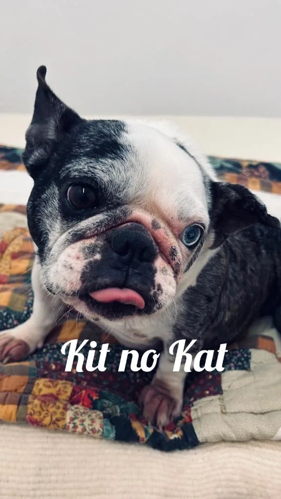 An adult small-sized female French Bulldog dog named Kit no Kat for adoption in Jacksonville, IL