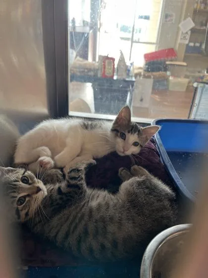 A baby small-sized male Domestic Short Hair cat named Toby for adoption in North Richland Hills, TX