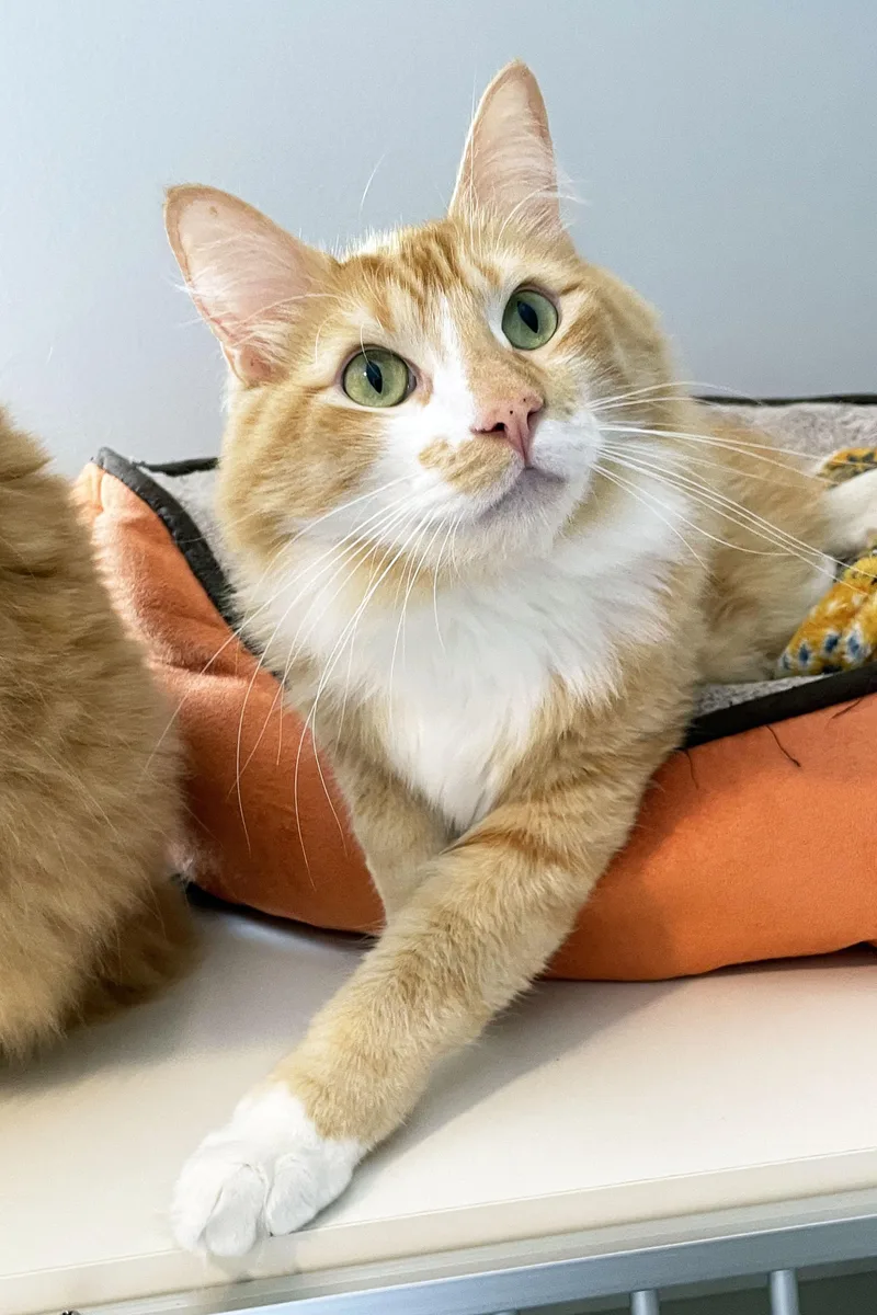 A young large-sized male Tabby (Orange / Red) Domestic Medium Hair cat named Jam for adoption in Lincoln, NE