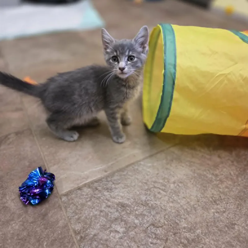 A young medium-sized male Gray & White Domestic Short Hair cat named Inca for adoption in Lancaster, KY