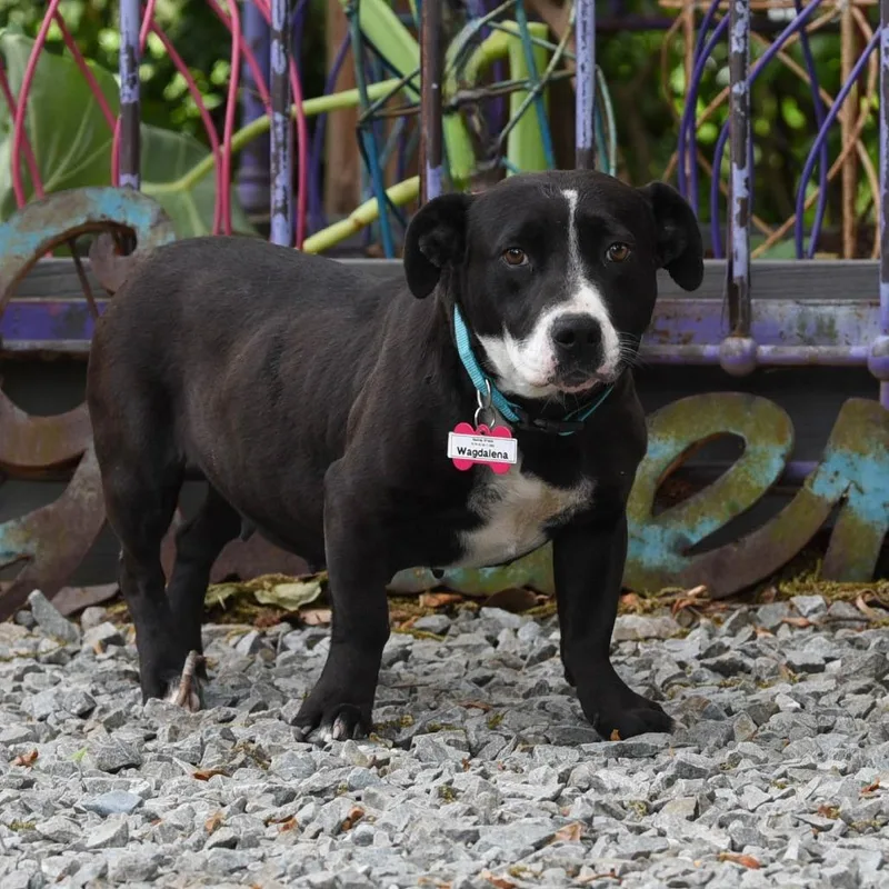 A young medium-sized female Black Pit Bull Terrier dog named Wagdalena for adoption in Wake Forest, NC