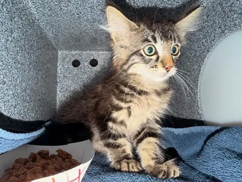 A baby small-sized female Domestic Medium Hair cat named Lizzy for adoption in Tustin, CA