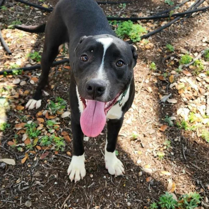 Koda Jum thumbnail 4