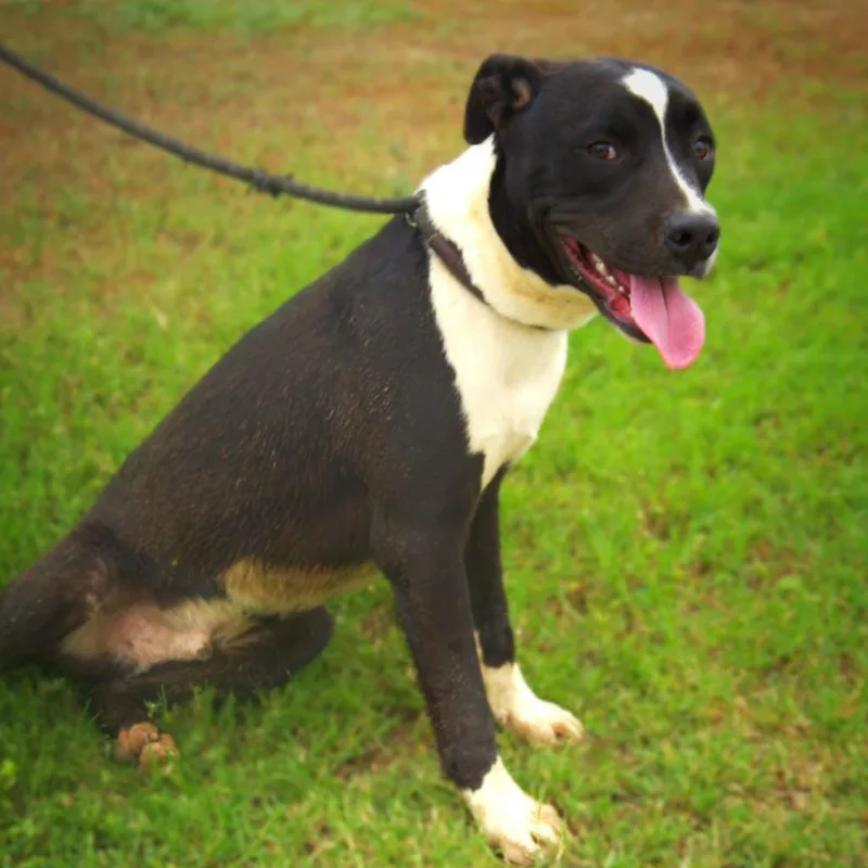 Koda Jum thumbnail 6