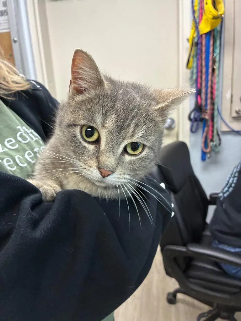 A young medium-sized female Domestic Short Hair cat named Pebbles for adoption in Marion, OH