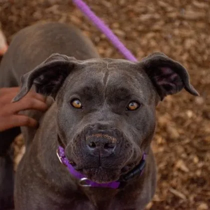 An adult extra large-sized female Mixed Breed dog named Jolesha for adoption in Chamblee, GA