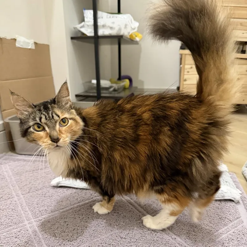 An adult medium-sized female Calico Domestic Long Hair cat named Pretzygirl for adoption in Boston, MA
