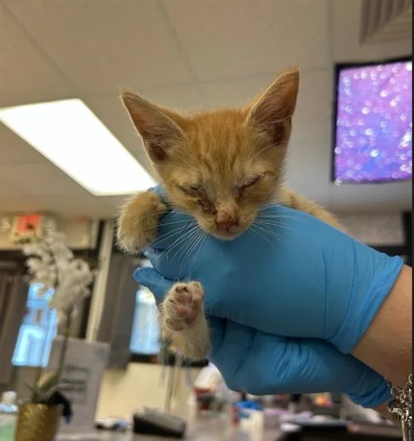 A baby small-sized male Domestic Short Hair cat named Ojo for adoption in Sugar Land, TX