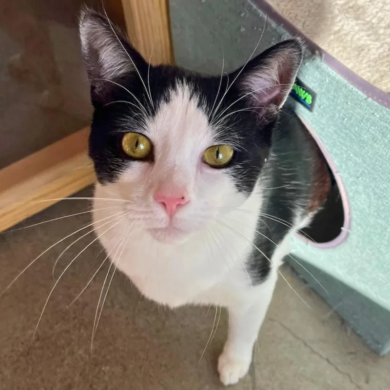 An adult medium-sized male Black Domestic Short Hair cat named Sushi for adoption in Costa Mesa, CA