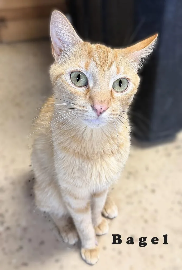 An adult medium-sized male Domestic Short Hair cat named Bagel for adoption in Fort Oglethorpe, GA
