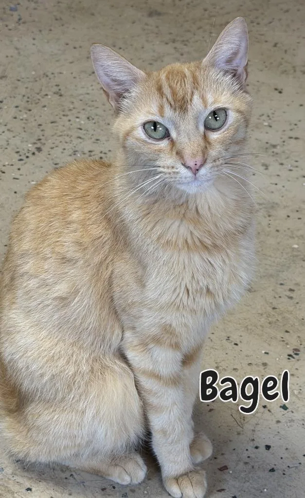 Bagel thumbnail 2