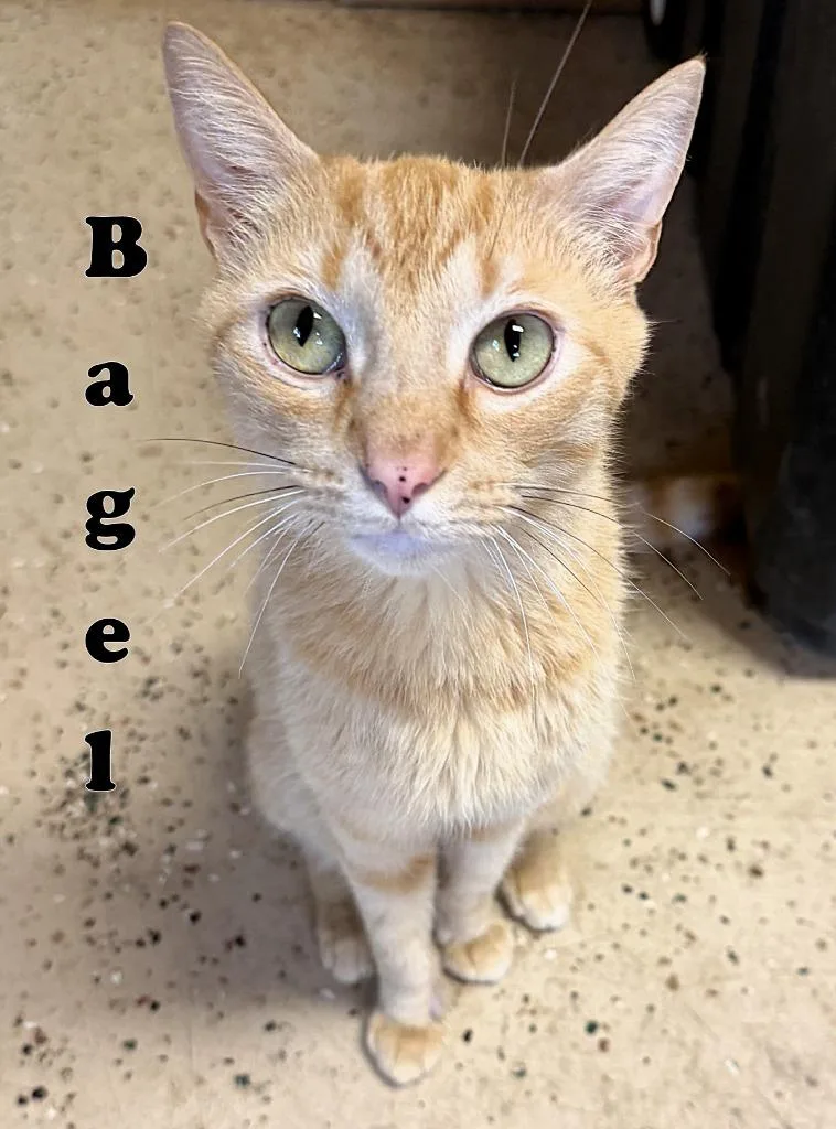Bagel thumbnail 3