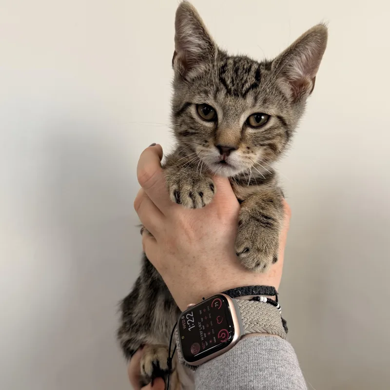 A baby medium-sized male Tabby (Buff / Tan / Fawn) Tabby cat named Apricot for adoption in Henderson, NV