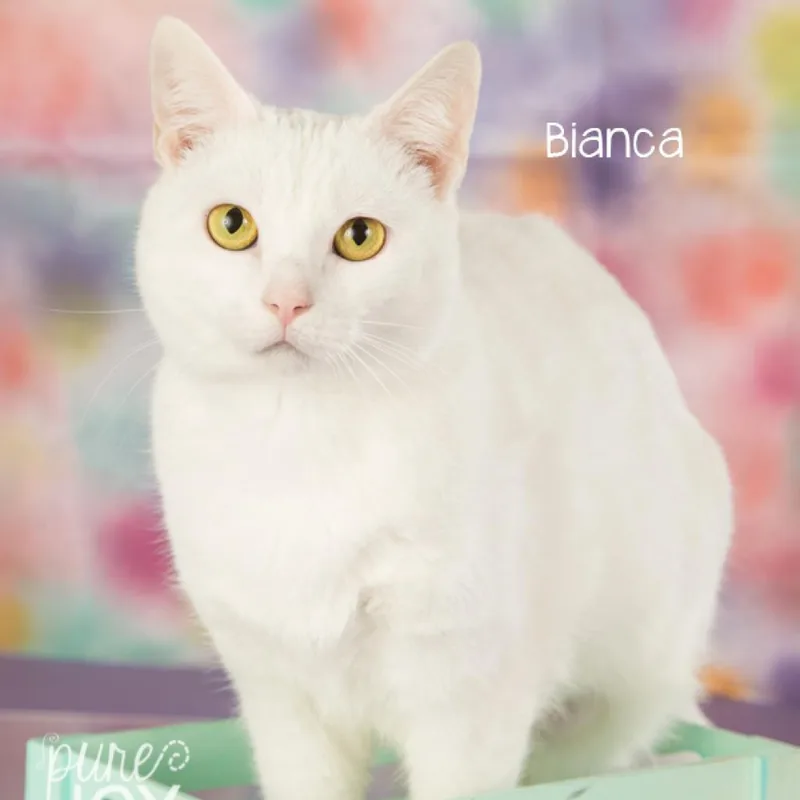 Bianca