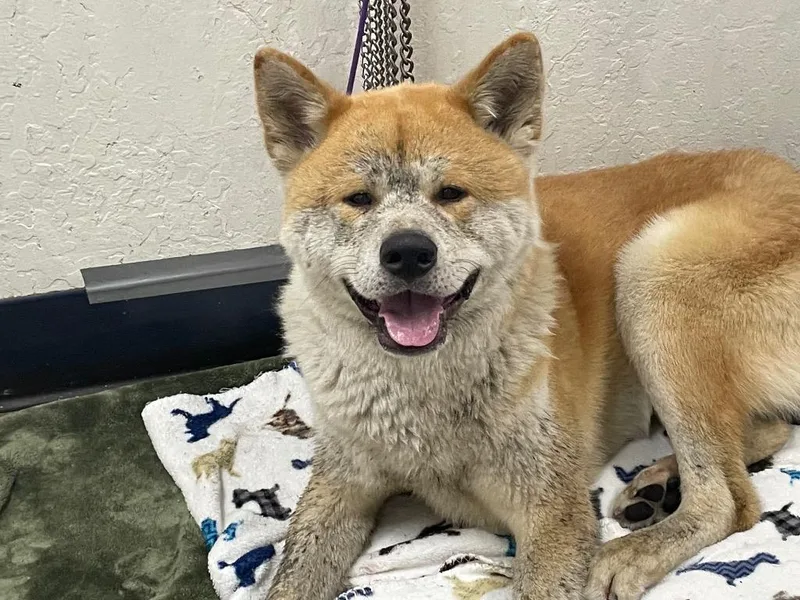 Yogi