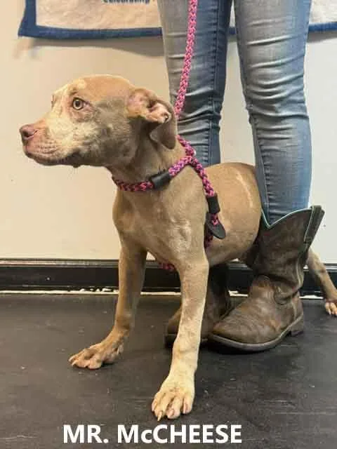A young medium-sized male Gray / Blue / Silver Hound dog named Mr. McCheese for adoption in Washington, GA