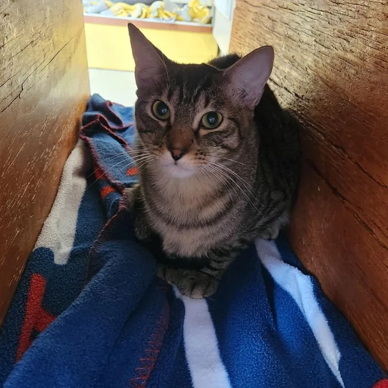 A young large-sized male Brown / Chocolate Domestic Short Hair cat named Leo for adoption in Delaware, OH
