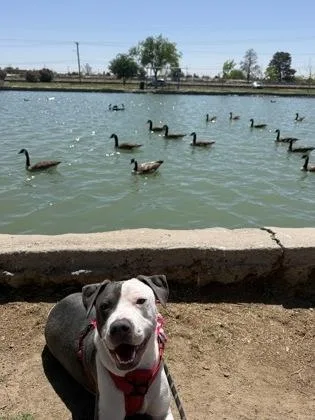 An adult medium-sized female Apricot / Beige Pit Bull Terrier dog named Chika for adoption in El Paso, TX